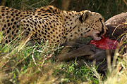 Cheetah with prey Masai Mara 